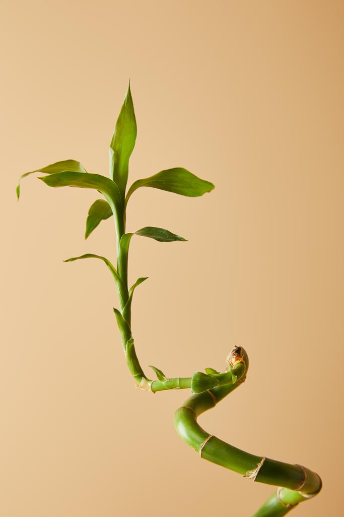bambunvarsi, jossa lehdet beigellä pohjalla
 - Valokuva, kuva