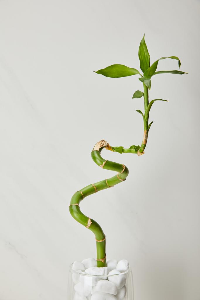 zöld bambusz szára a váza, kövek, fehér márvány háttér - Fotó, kép