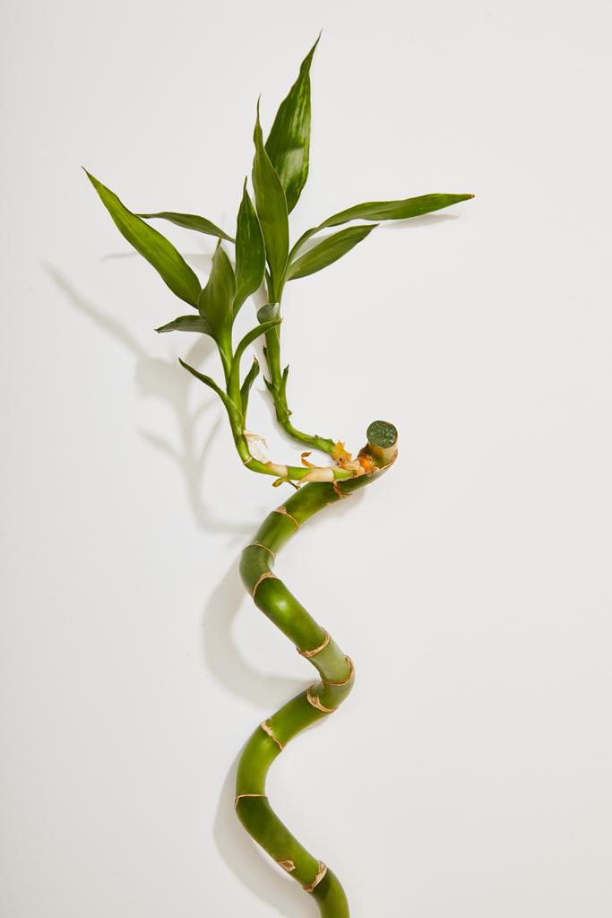 vista superior del tallo de bambú verde con hojas sobre fondo blanco
 - Foto, Imagen