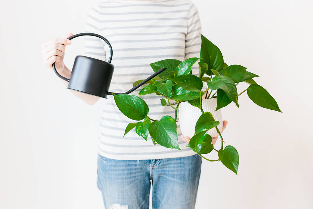Unrecognizable woman wearing casual clothing holding Scindapsus in white flower pot and black watering can light background. Houseplant and home gardening - Photo, Image