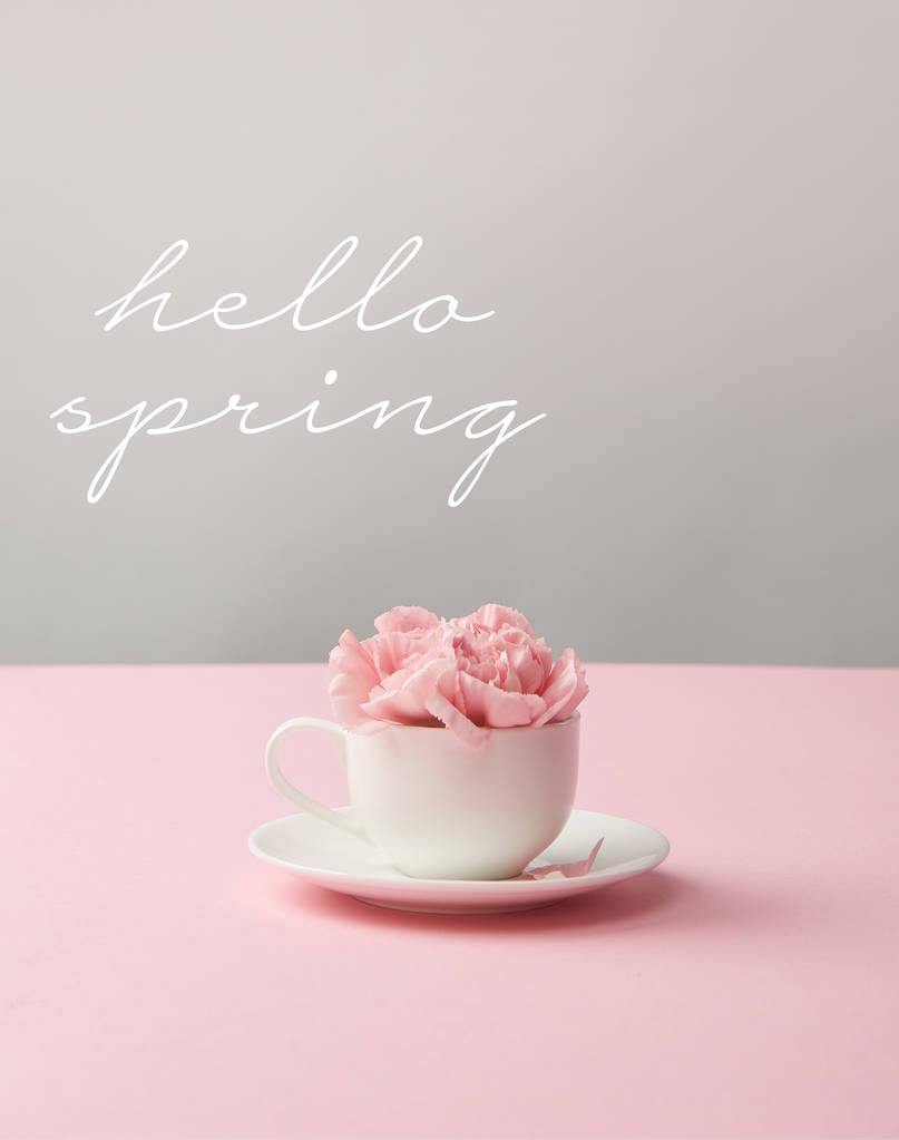 こんにちは 灰色の背景に受け皿の白いカップでピンクのカーネーションの花春のレタリング ロイヤリティフリー写真 画像素材