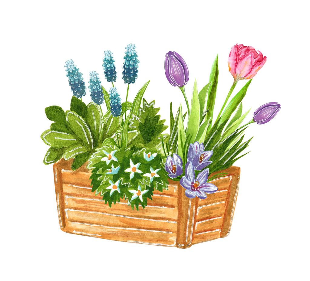 Красивий ранньовесняний садовий букет з квітами в дерев'яній коробці, намальована вручну акварельна ілюстрація ізольована на білому
 - Фото, зображення