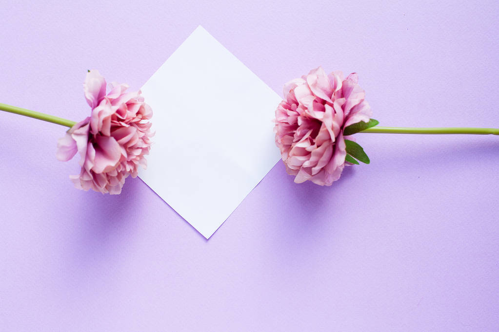 Maketa na fialové pozadí s dokument white paper list a Pivoňka květy, pohled shora. Plochá laických styl - Fotografie, Obrázek