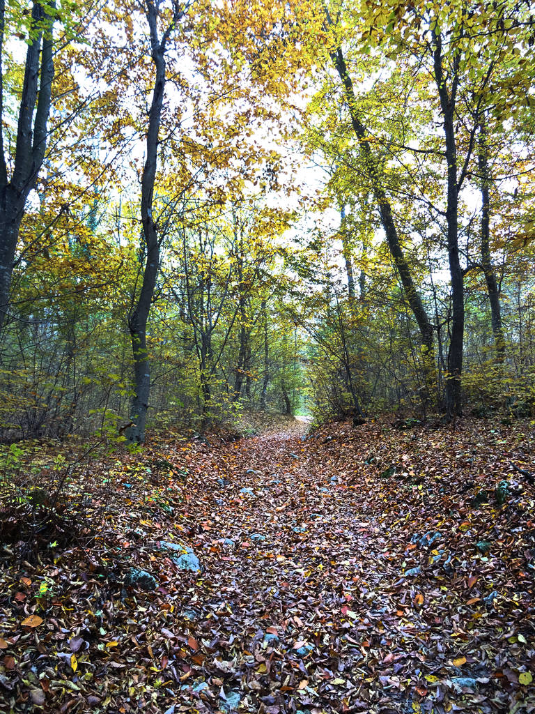 Перегляд контуру осінній ліс - Фото, зображення
