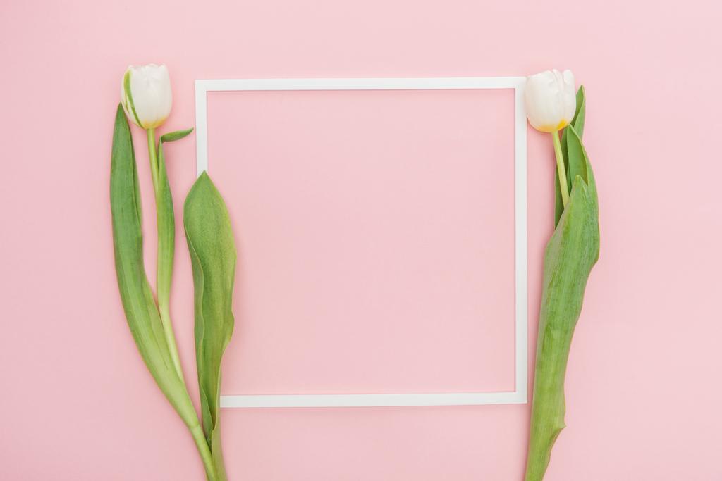 empty frame with white tulips isolated on pink - Photo, Image