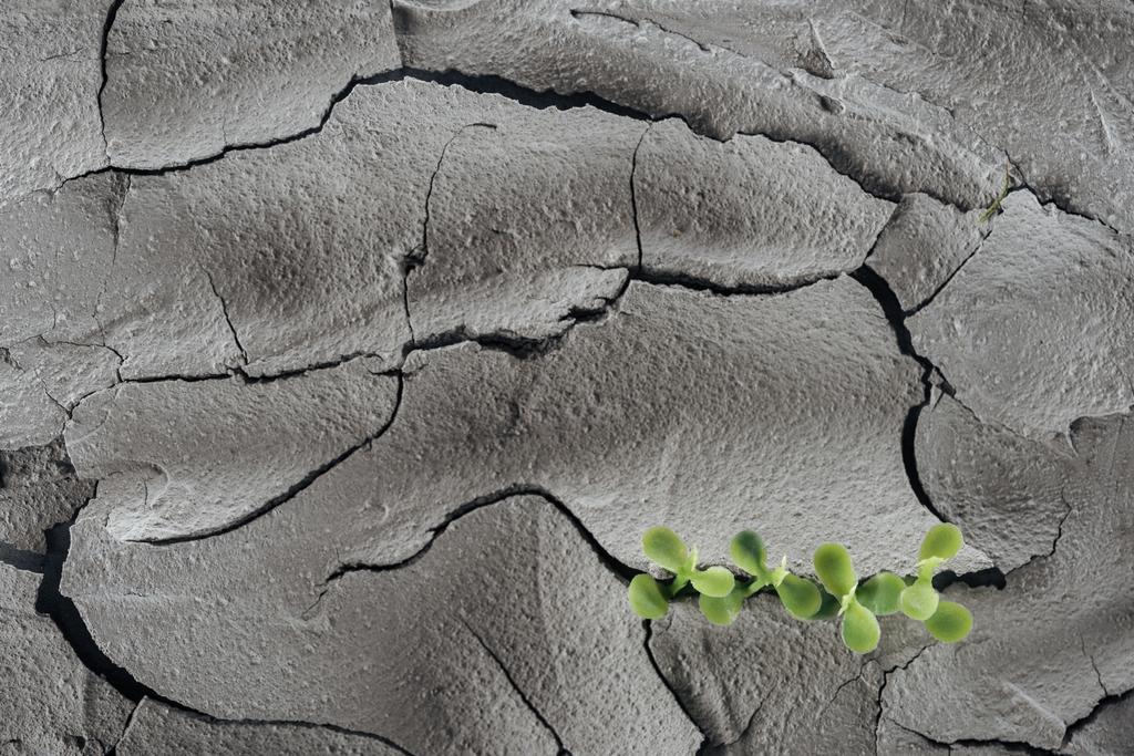young green plants on dry cracked surface, global warming concept - Photo, Image