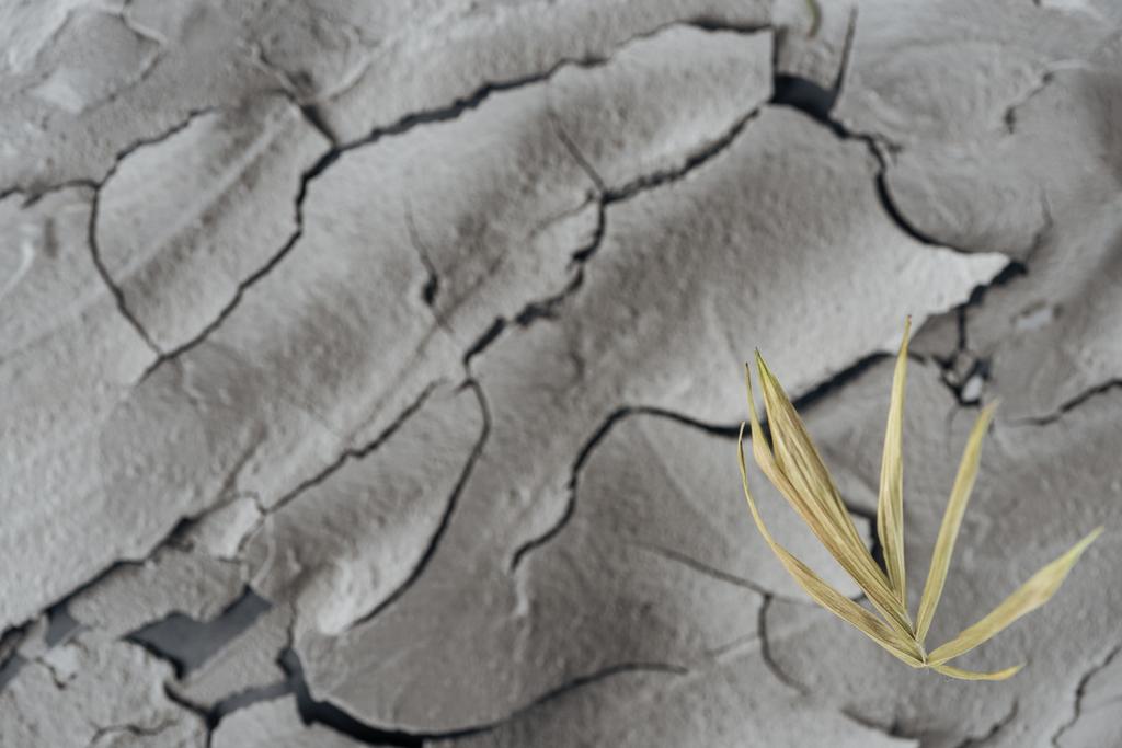 επιλεκτική εστίαση του ξηρό φυτό στην άγονη επιφάνεια, παγκόσμια αύξηση της θερμοκρασίας έννοια - Φωτογραφία, εικόνα