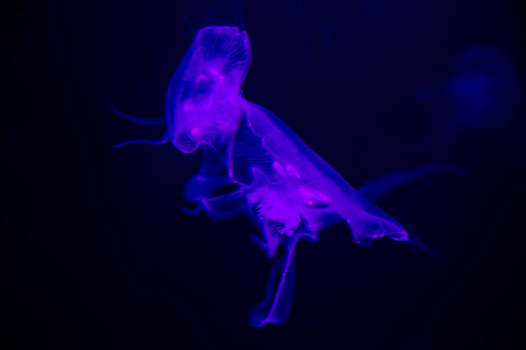 Jellyfish primer plano, Medusa en pecera con luz de neón. Las medusas son coelenteradas marinas de natación libre con un cuerpo en forma de campanilla o platillo gelatinoso que es típicamente transparente.
. - Foto, imagen