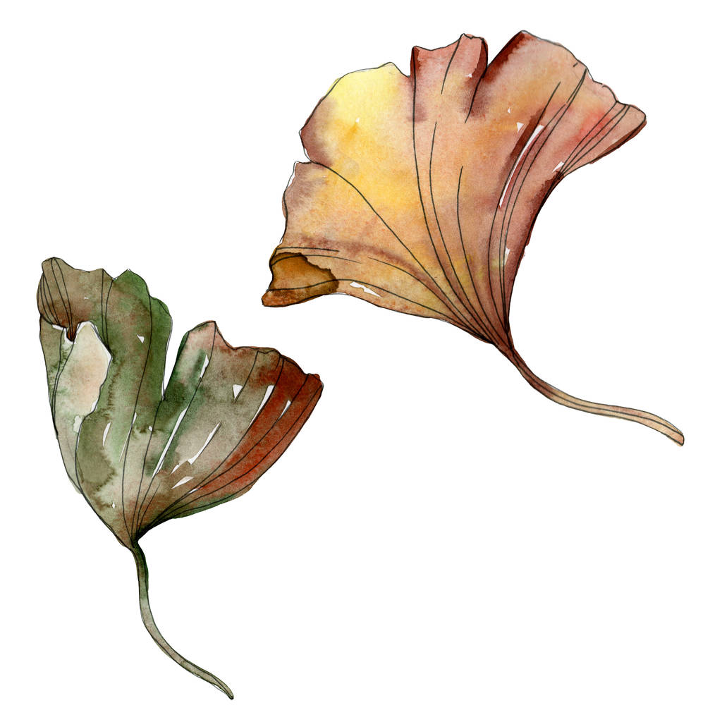 緑赤イチョウを葉します。水彩画背景イラスト セット。孤立した銀杏の図要素. - 写真・画像