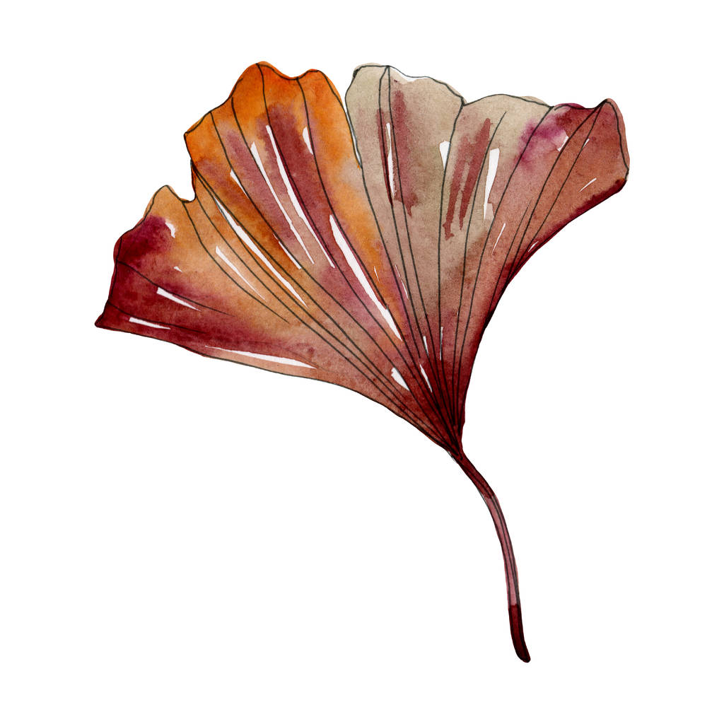 Green red ginkgo biloba leaf. Watercolor background illustration set. Isolated gingko illustration element. - Photo, Image