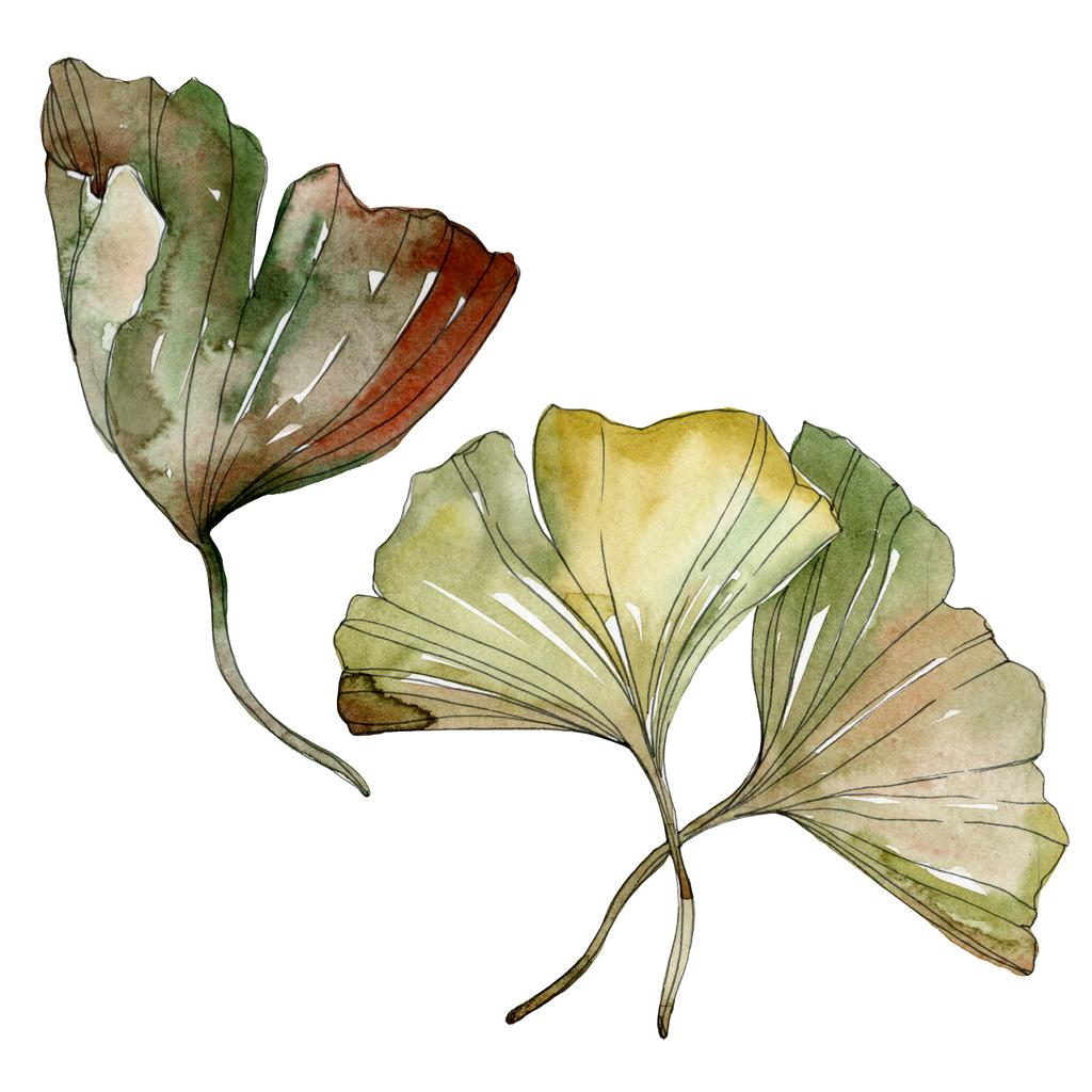 Green red ginkgo biloba leaves. Watercolor background illustration set. Isolated gingko illustration element. - Photo, Image