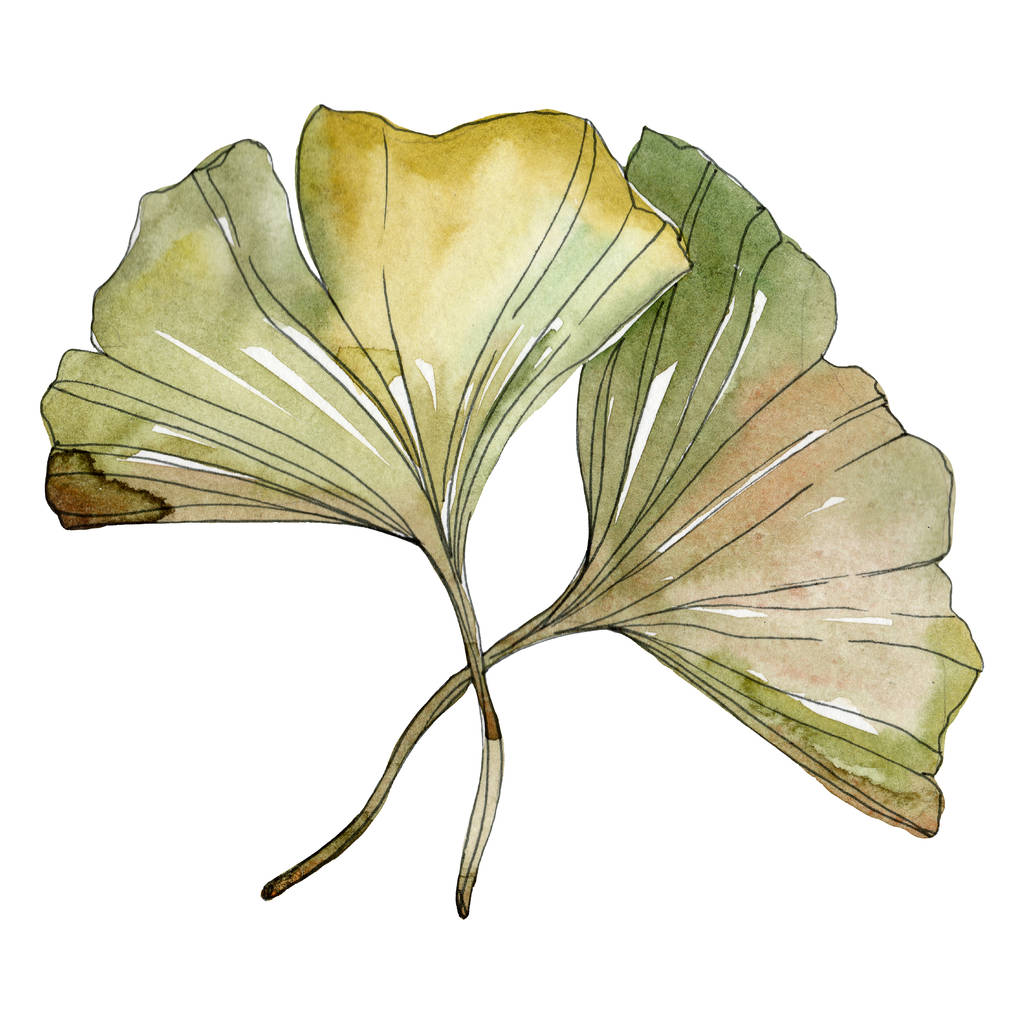 Folhas de ginkgo vermelho verde biloba. Conjunto de ilustração de fundo aquarela. Isolado elemento ilustração gingko
. - Foto, Imagem