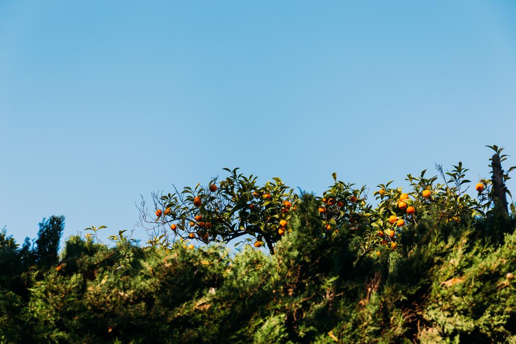 grüne Orangenbäume vor blauem Himmel, barcelona, spanien - Foto, Bild