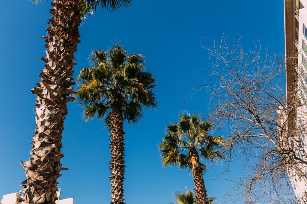 hoge weelderige palmbomen op de blauwe hemelachtergrond, barcelona, Spanje - Foto, afbeelding