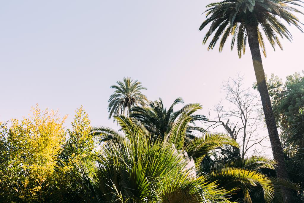 parc de la シウタデラ、バルセロナ、スペインの青空背景の木々 や茂み - 写真・画像