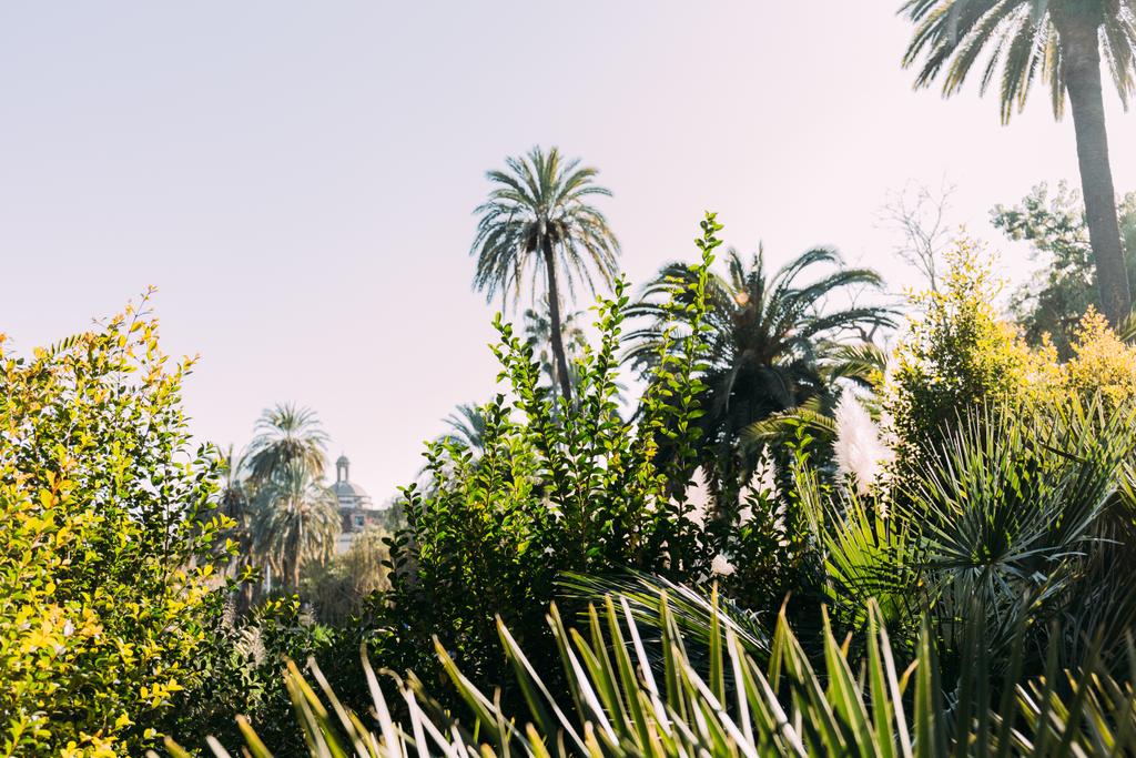 svěží rostliny a keře v parc de la ciutadella, barcelona, Španělsko - Fotografie, Obrázek