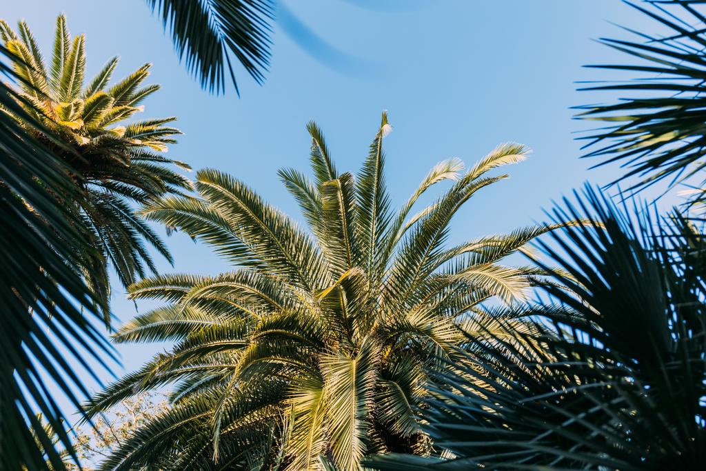 zielone palmy na tle niebieskiego nieba w parc de la ciutadella, barcelona, Hiszpania - Zdjęcie, obraz
