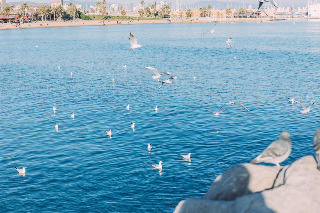 vista costa com pássaros que voam sobre o mar azul, barcelona, espanha
 - Foto, Imagem