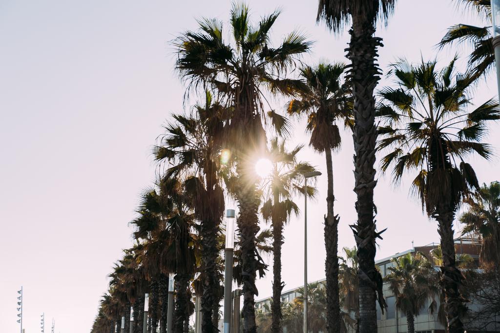 Stadtbild mit hohen Palmen, Barcelona, Spanien - Foto, Bild