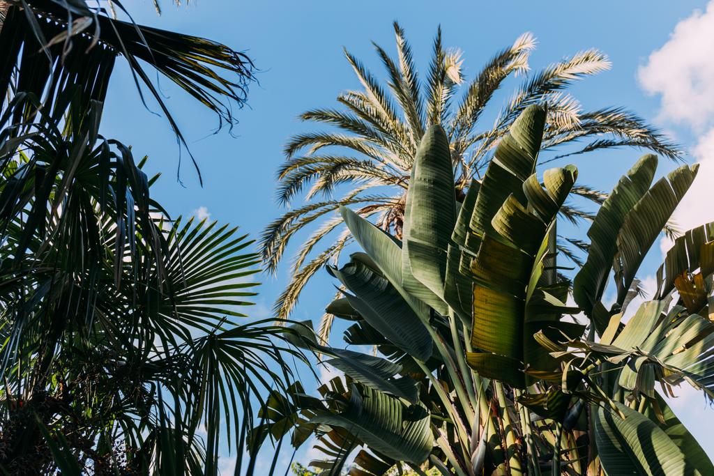 καταπράσινα φυτά σε φόντο γαλάζιο καθαρό ουρανό, Βαρκελώνη, Ισπανία - Φωτογραφία, εικόνα