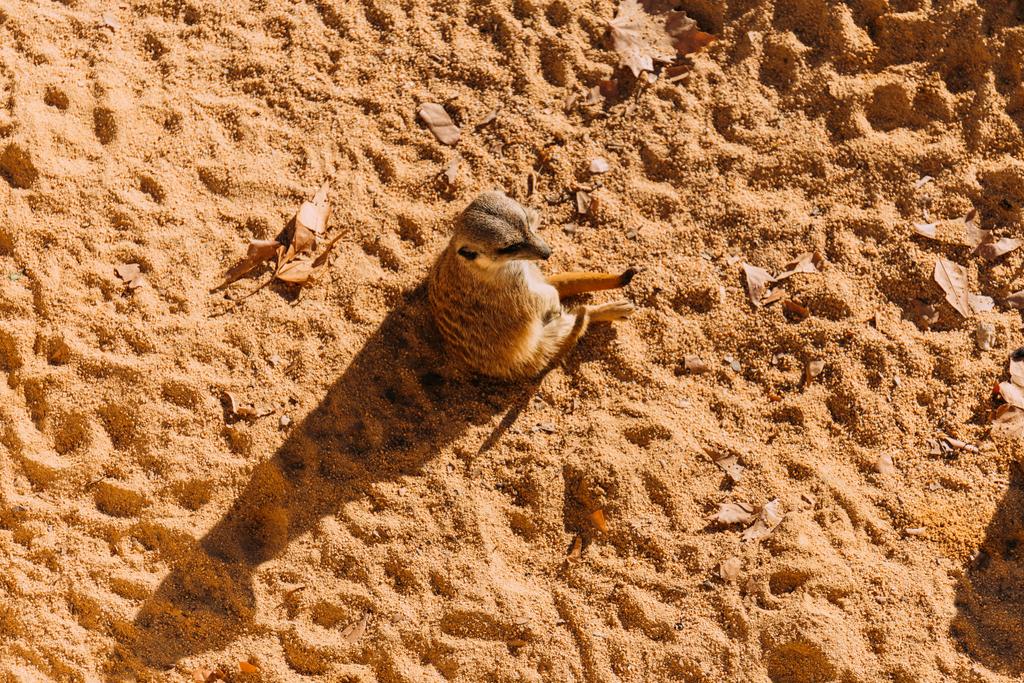 legrační suricate seděl na písku na slunci v zoo, barcelona, Španělsko - Fotografie, Obrázek