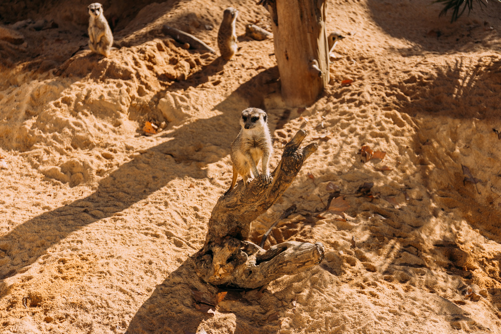 birkaç komik suricates zooloji Parkı, barcelona, İspanya - Fotoğraf, Görsel