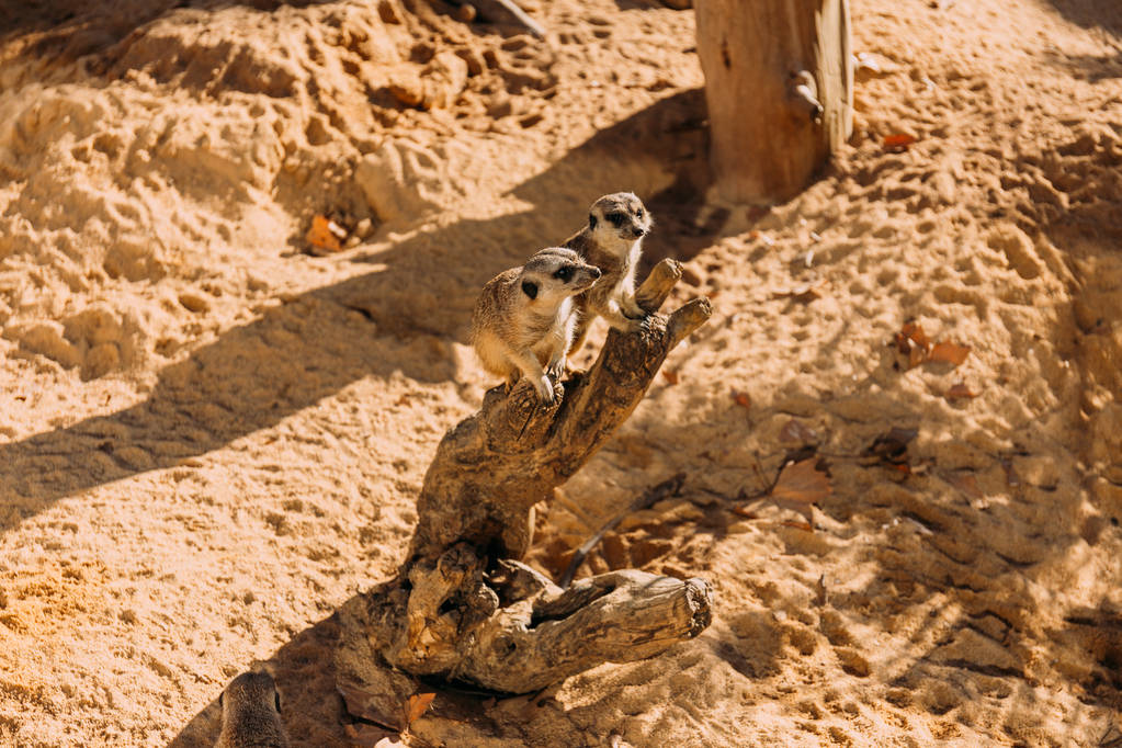 couple of funny suricates sitting on dry tree trunk in zoo, barcelona, spain - Photo, Image