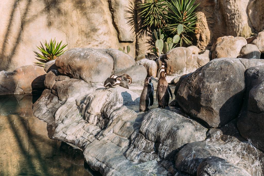 動物公園、バルセロナ、スペインの太陽の岩にペンギン - 写真・画像