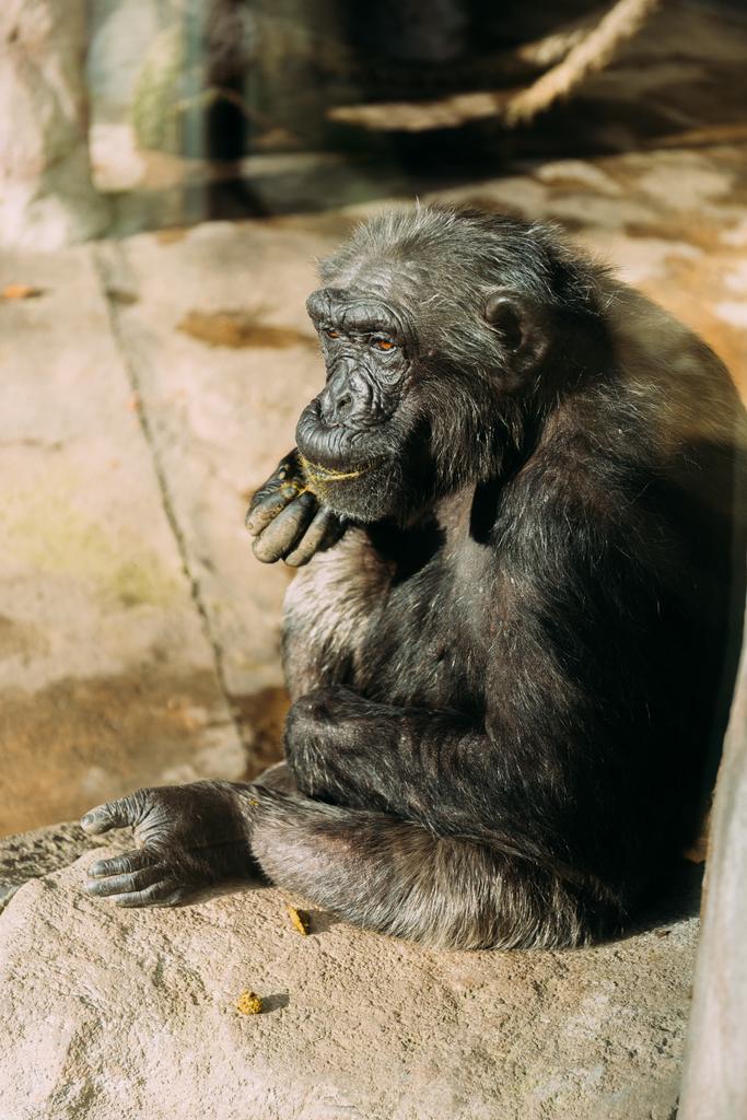 смішний шимпанзе сидить на камені в зоологічному парку, Барселона, Іспанія
 - Фото, зображення