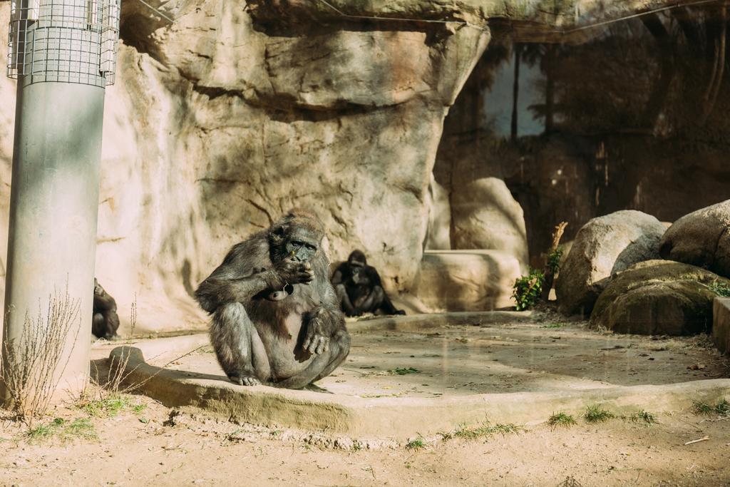 шимпанзе, що сидять на сонці в зоологічному парку, Барселона, Іспанія
 - Фото, зображення