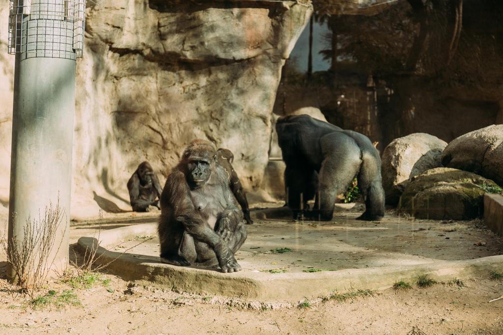 chimpansees en gorilla in de dierentuin, barcelona, Spanje - Foto, afbeelding