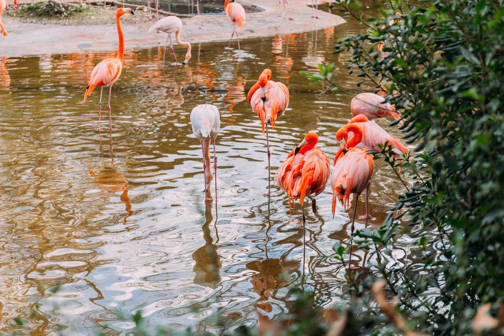 стая фламинго, гуляющих в пруду в зоологическом парке, Барселоне, Испании
 - Фото, изображение