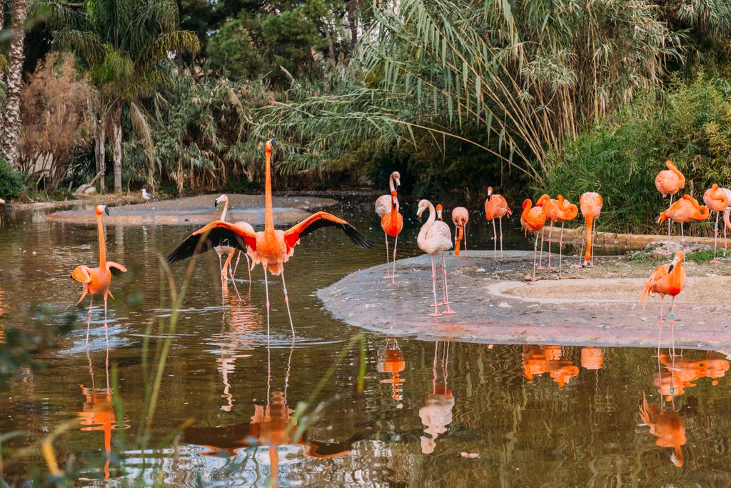 стадо красивых фламинго в пруду в окружении пышных растений в зоопарке, Барселоне, Испании
 - Фото, изображение