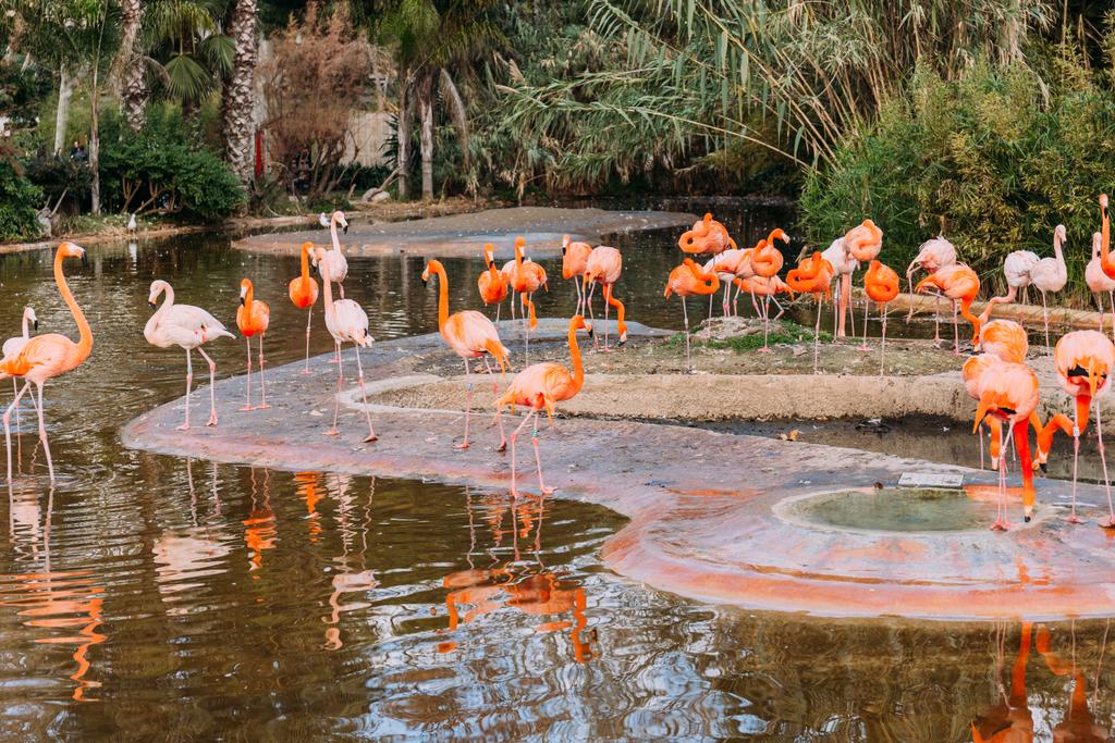 lago com belos flamingos cercado de plantas exuberantes, barcelona, espanha
 - Foto, Imagem