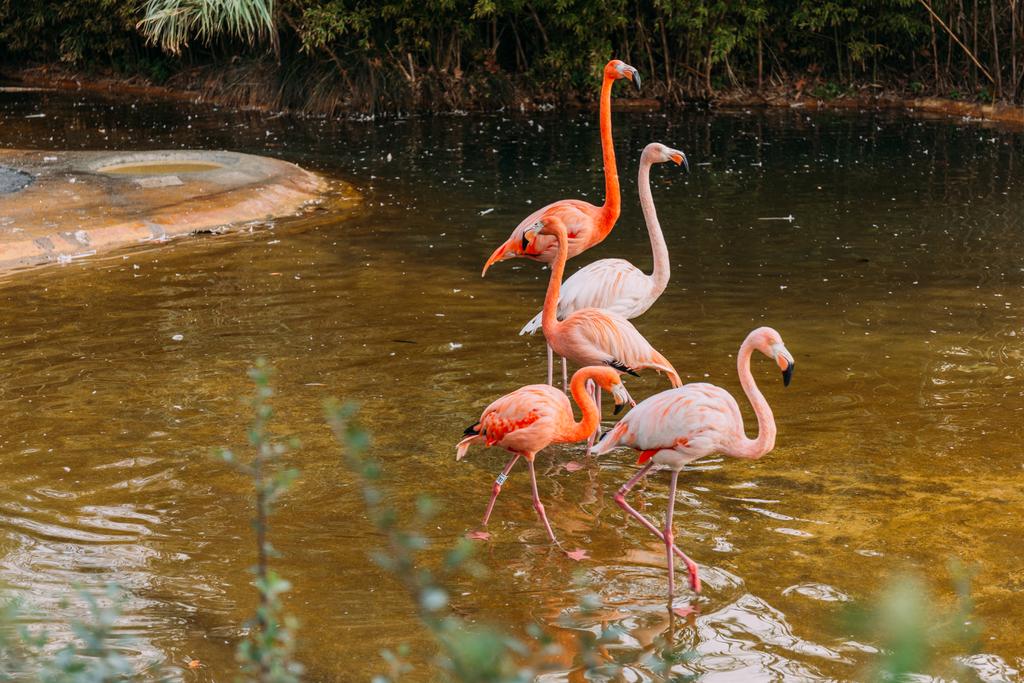 Zooloji Parkı, barcelona, İspanya havuzda yürüyüş flamingolar - Fotoğraf, Görsel