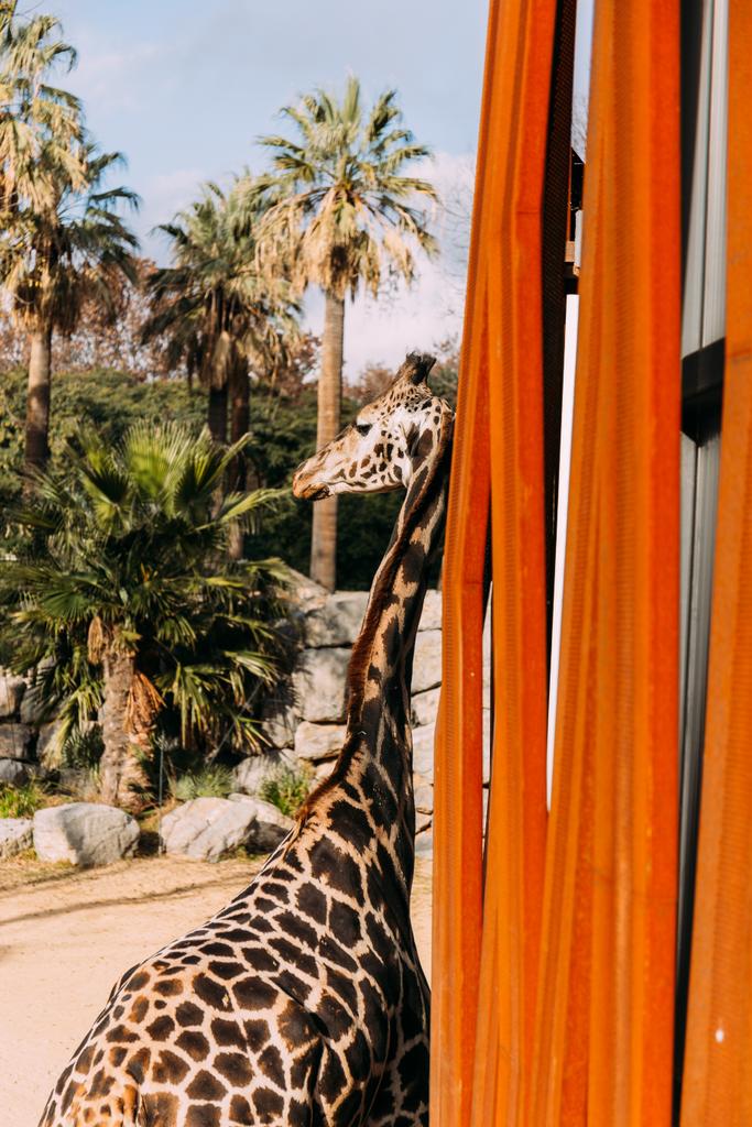 動物公園、バルセロナ、スペインの面白いキリン - 写真・画像