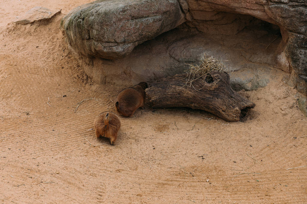 動物公園、バルセロナ、スペインの面白い mormots のカップル - 写真・画像