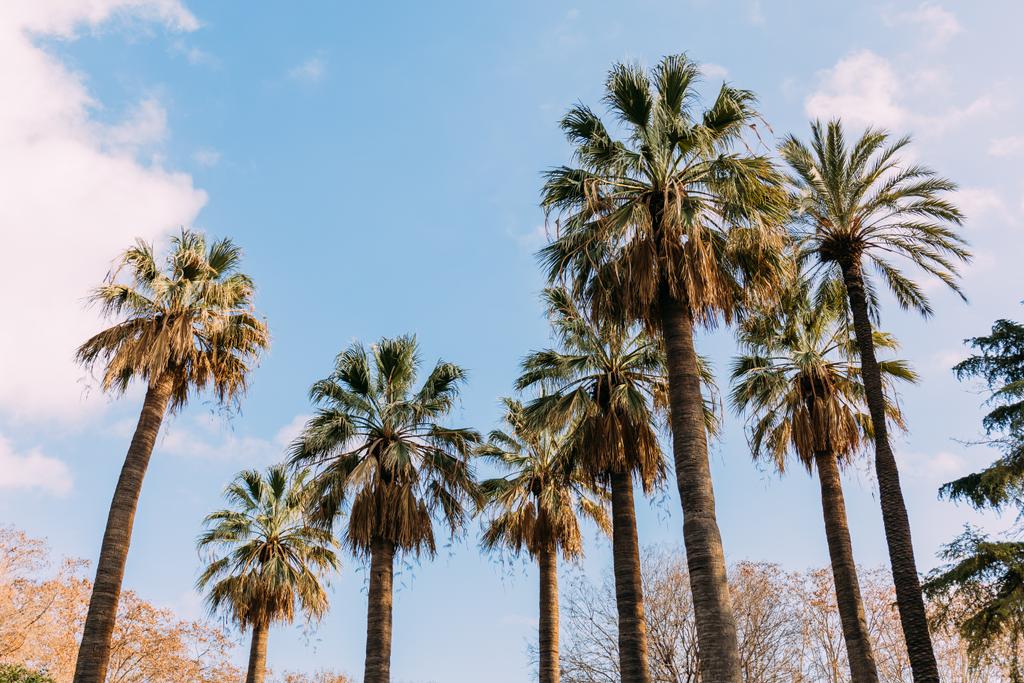 высокие прямые пальмы на голубом фоне неба, Барселона, Испания
 - Фото, изображение