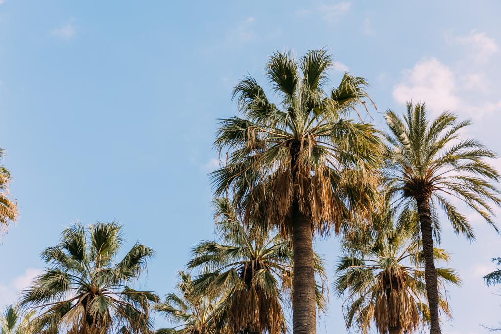 weelderige palmbomen op de blauwe hemelachtergrond, lbarcelona, Spanje - Foto, afbeelding