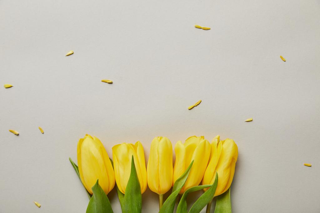 top view of yellow tulips isolated on grey with copy space - Photo, Image