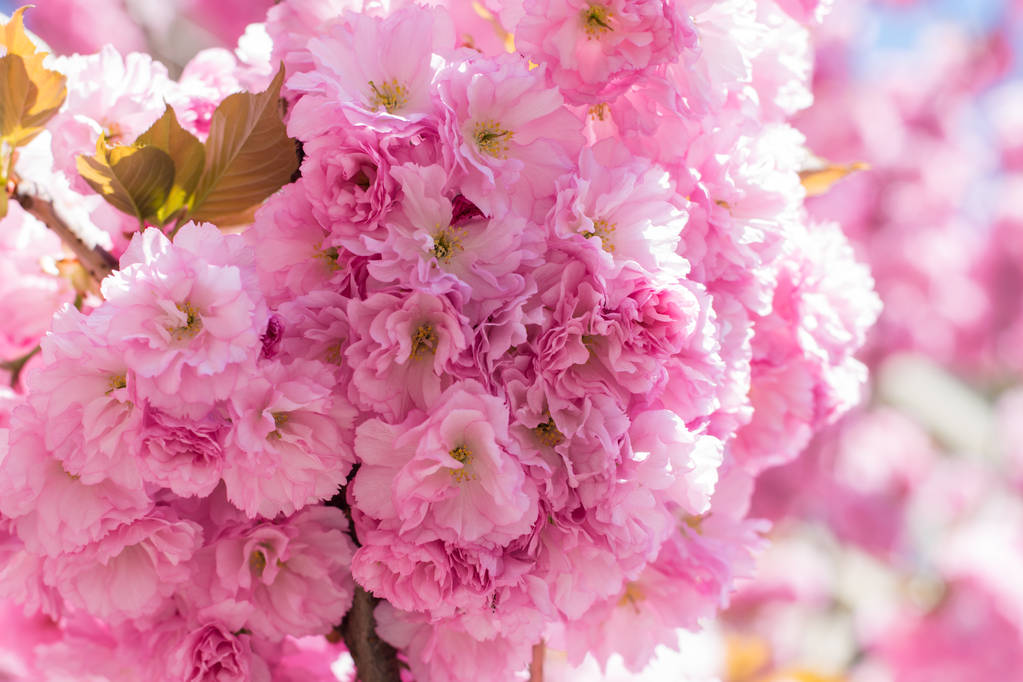 Hermosa flor de cerezo sakura en primavera sobre el cielo azul. - Foto, Imagen