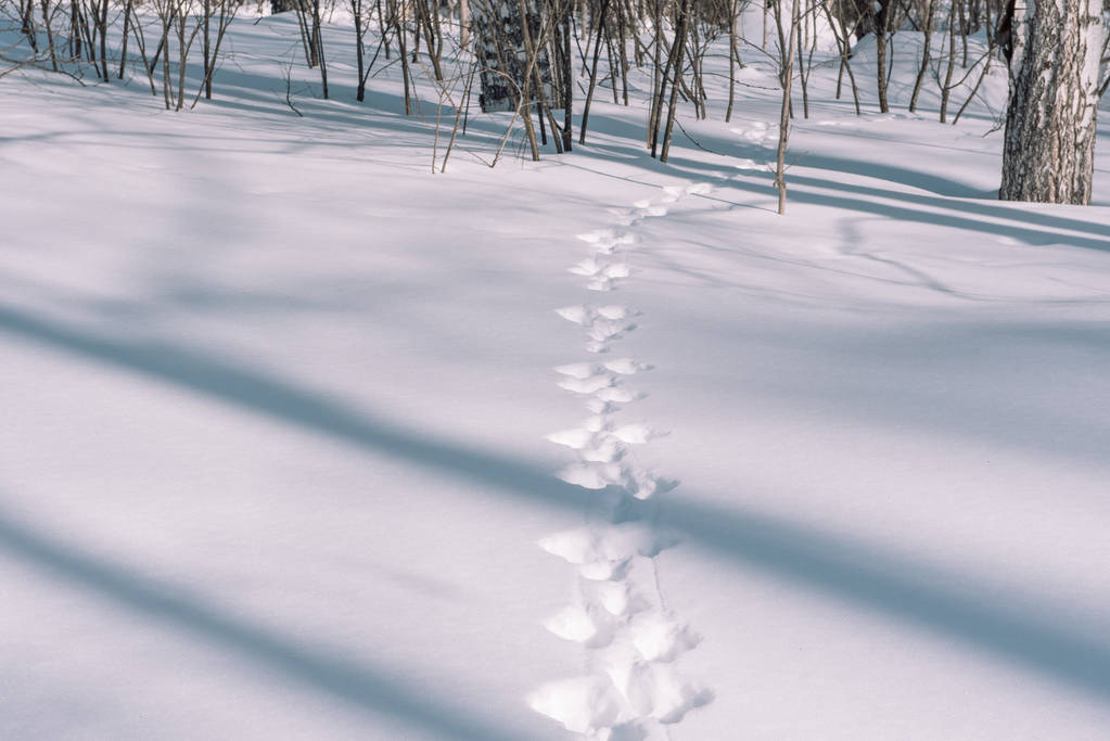 Сліди зайця на снігу. Сліди тварин у лісі взимку. Зимова стежка. Т-подібні
 - Фото, зображення