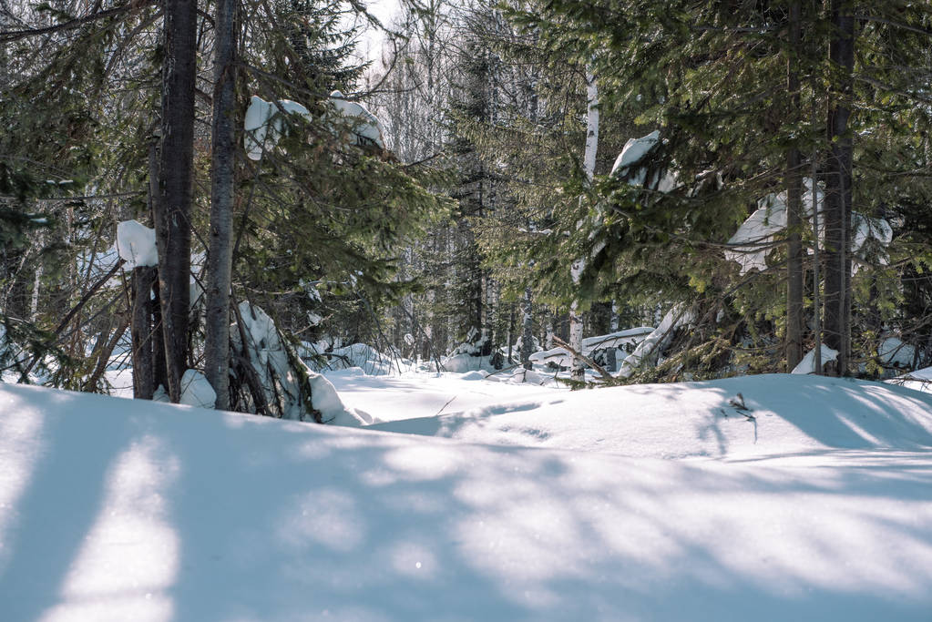 Tajga w zimie. Las w zimie. Zbliżenie Zima Las. Drzewa iglaste pod śniegiem. S - Zdjęcie, obraz