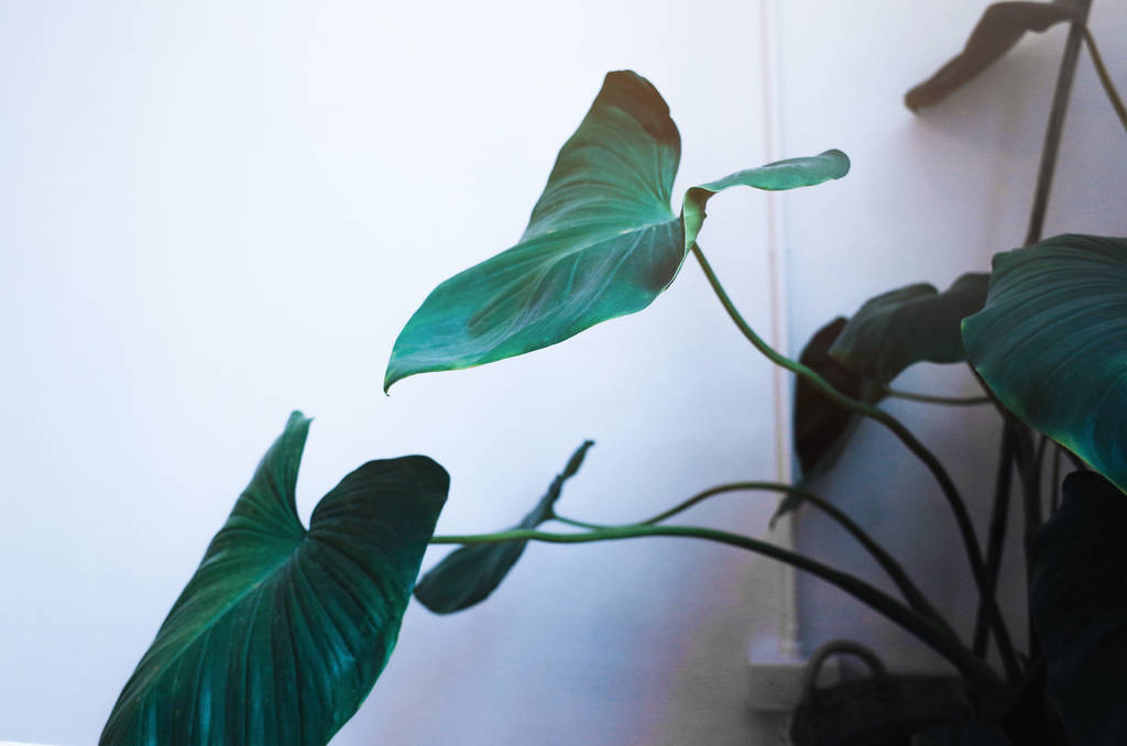 Hojas tropicales verdes en el edificio de la habitación
 - Foto, Imagen