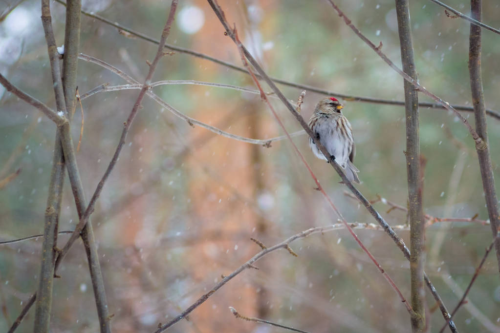 nälkäinen luonnonvaraisten lintujen redpoll puussa keväällä metsässä
 - Valokuva, kuva