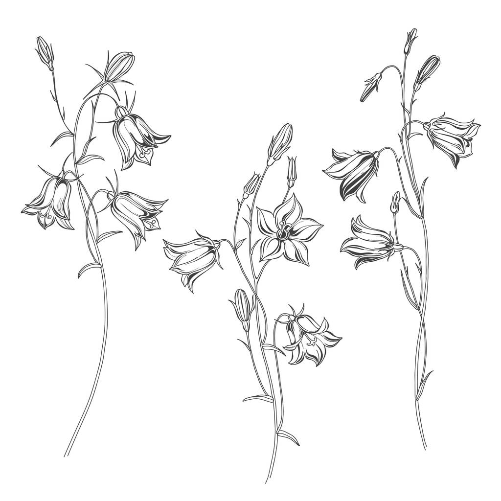 Σύνολο λουλούδια campanula, απομονώνονται σε λευκό φόντο. Εικονογράφηση διάνυσμα μαύρο και άσπρο. Περίγραμμα. - Διάνυσμα, εικόνα