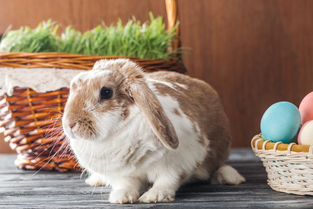 coelho sentado na cesta de vime com grama e tigela com ovos de Páscoa na mesa de madeira
 - Foto, Imagem