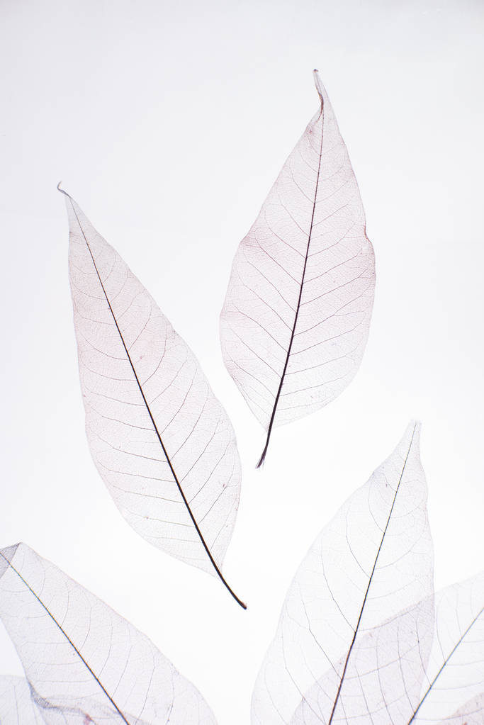 feuilles séchées transparentes sur fond blanc
 - Photo, image