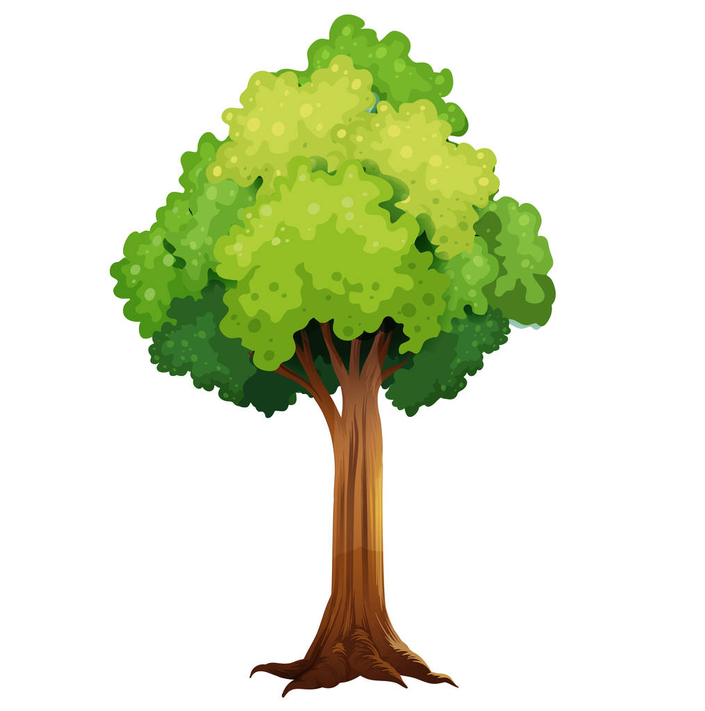 árbol con follaje verde sobre fondo blanco
 - Vector, imagen
