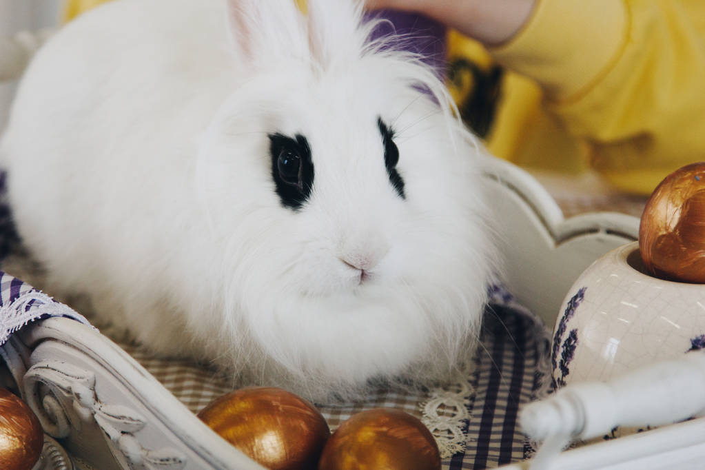Portréja egy fehér bolyhos nyúl, arany húsvéti tojás - Fotó, kép